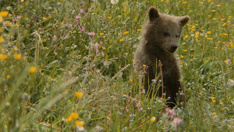 The Bear screenshot 5