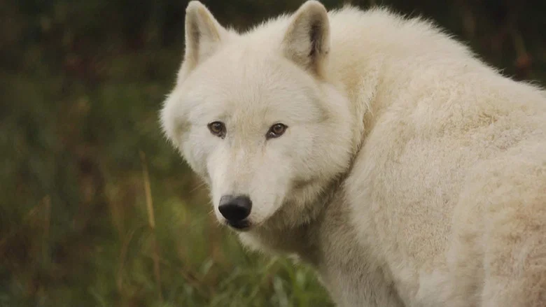 The Trouble with Wolves screenshot 3