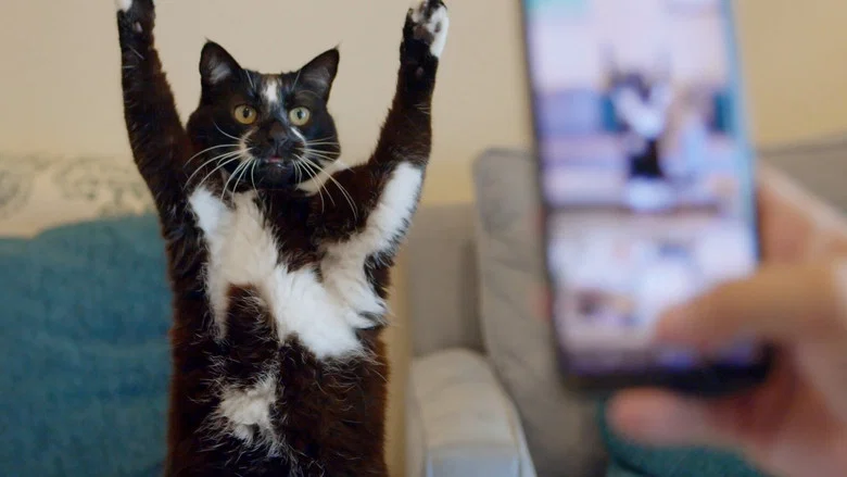Cat Daddies screenshot 2