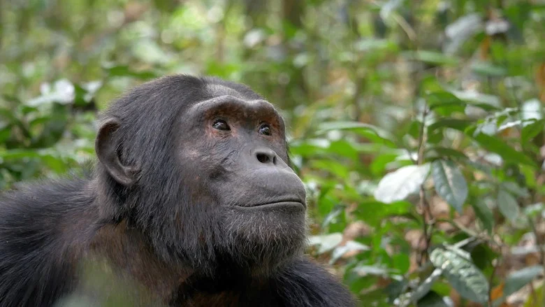 Ouganda, le regard d'un chimpanzé screenshot 1