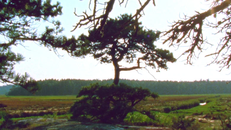 Jasper Beach and The Salt Marsh screenshot 1