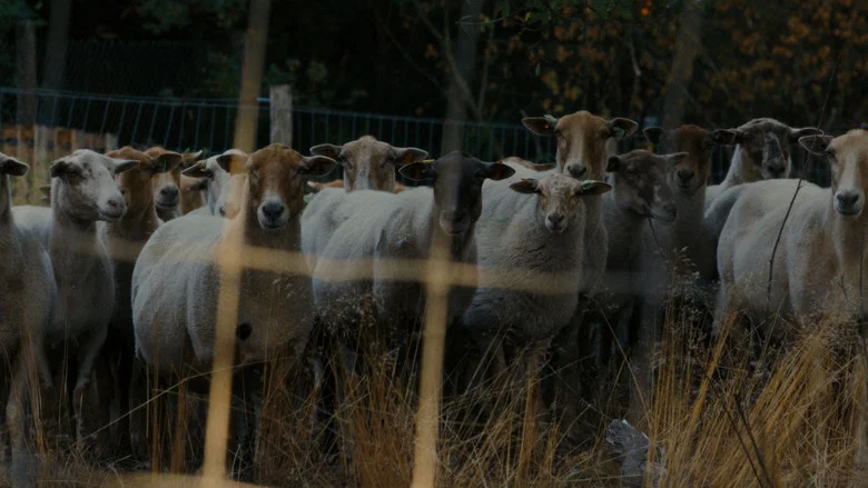 Sheep screenshot 1