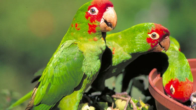 The Wild Parrots of Telegraph Hill screenshot 2