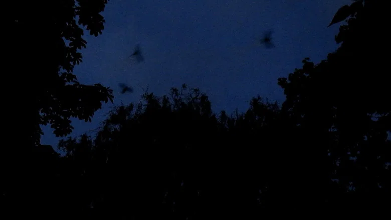 Les oiseaux de l'Est screenshot 2