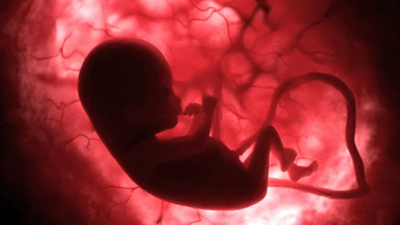 Life Before Birth screenshot 1