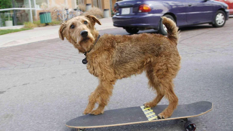 Firehouse Dog screenshot 3