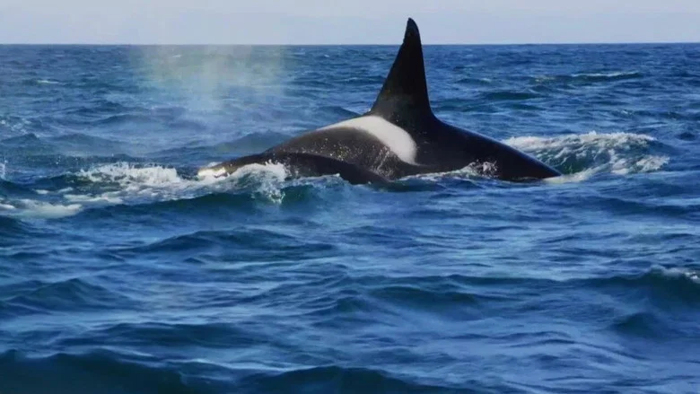 Killer Whales: the Mega Hunt screenshot 1