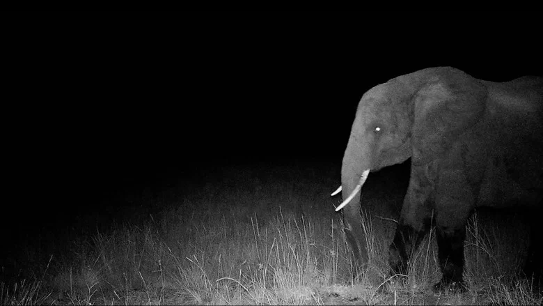 Ghost Elephants screenshot 5