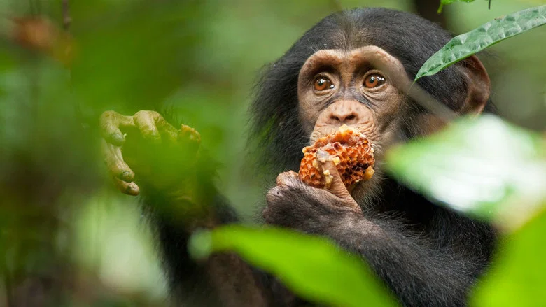 Chimpanzee screenshot 1