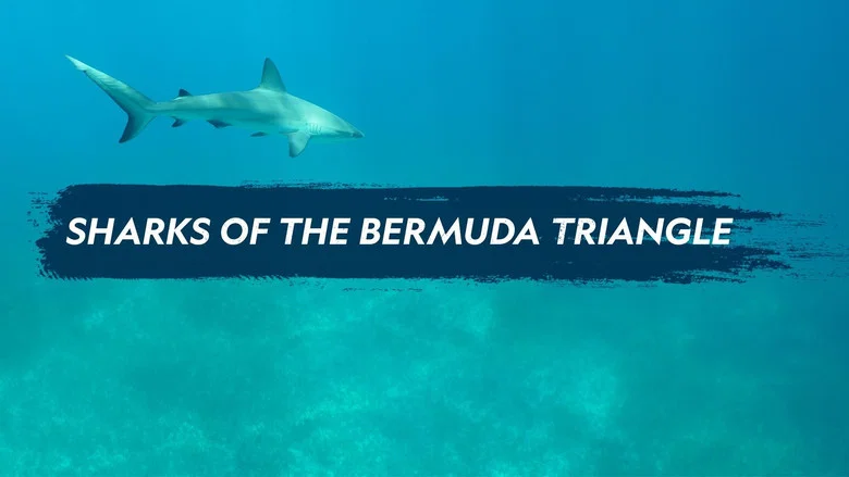 Sharks of the Bermuda Triangle screenshot 4
