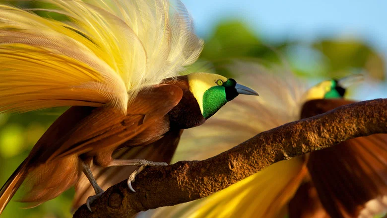 Winged Seduction: Birds of Paradise screenshot 4