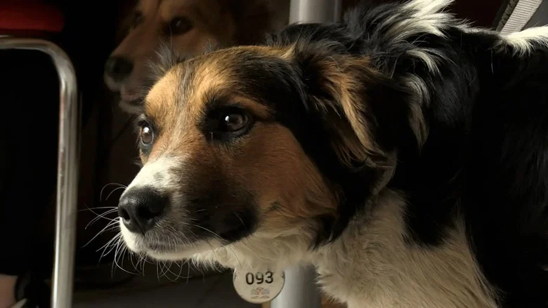Dogs and War: What I saw in Ukraine screenshot 3
