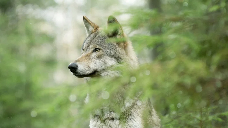 Wolf: Wanderer Without Borders screenshot 1