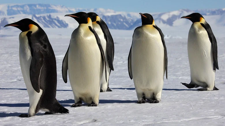 March of the Penguins screenshot 2