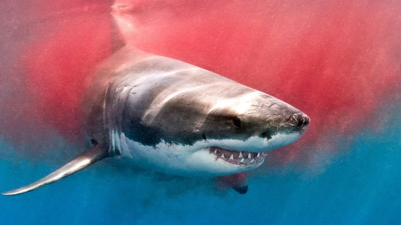 The Search for the Ocean's Super Predator screenshot 6