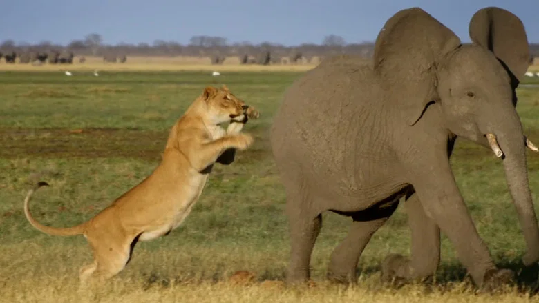 Africa's Giant Killers screenshot 2