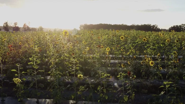 Sunflower screenshot 1