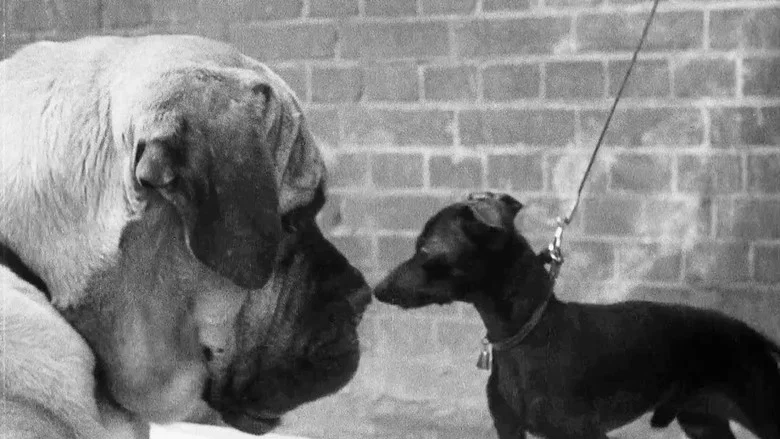 A Cat And Dog Life screenshot 1