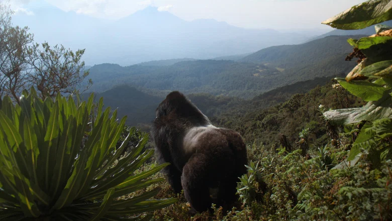 A Gorilla Story: Told by David Attenborough screenshot 6