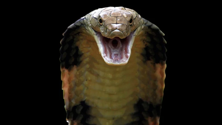Killer Snakes screenshot 2