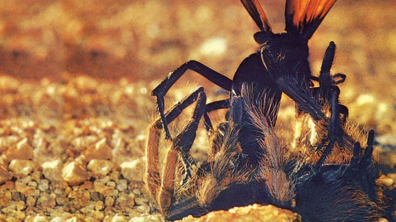 The Living Desert screenshot 1