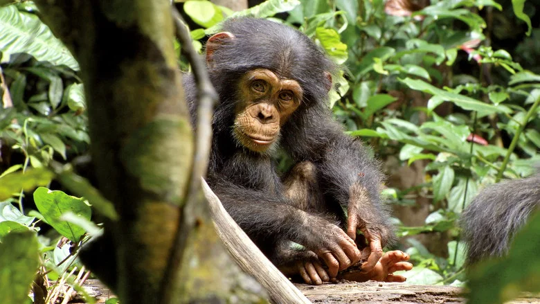 Chimpanzee screenshot 3