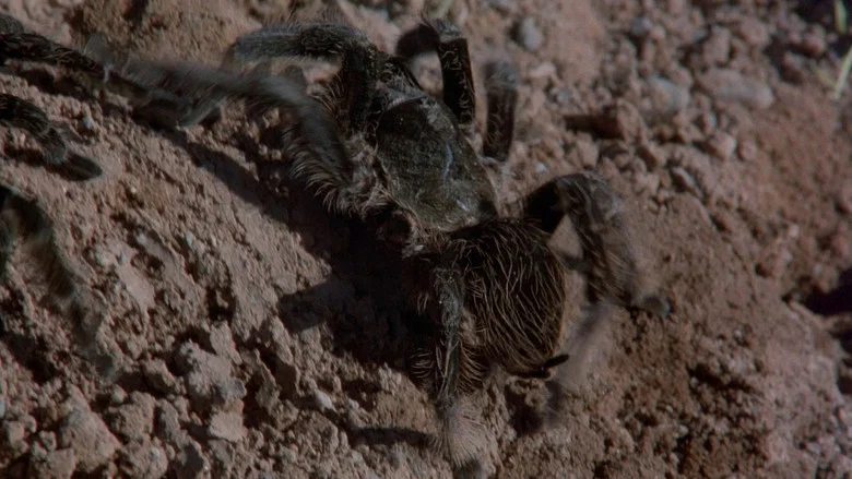 Kingdom of the Spiders screenshot 8
