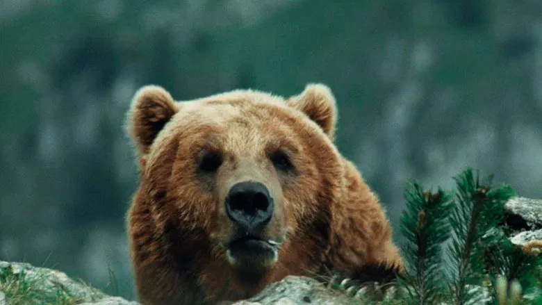 The Bear screenshot 3