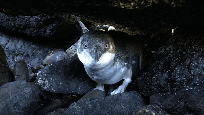 Kororā: Little Blue Penguin screenshot 2