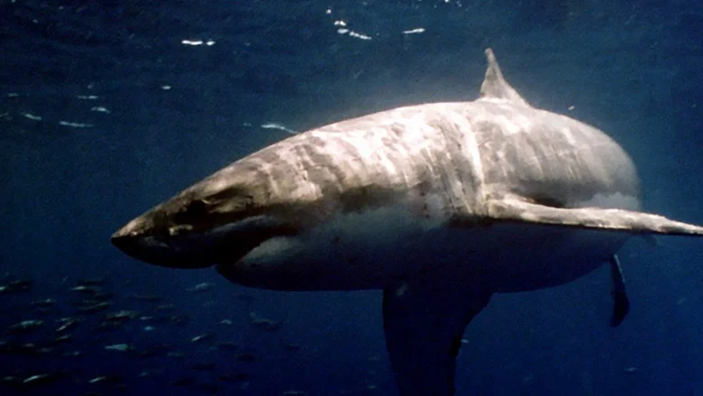 Raging Sharks screenshot 7
