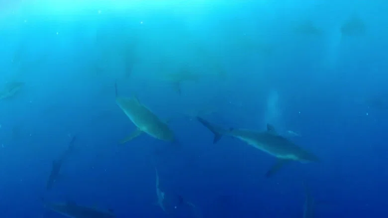 Shark Land: Welcome to Cocos Island screenshot 4