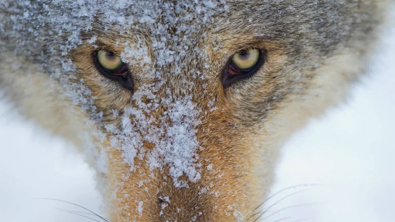 Wolf: Wanderer Without Borders screenshot 4
