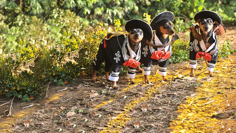 Beverly Hills Chihuahua 3: Viva la Fiesta! screenshot 4