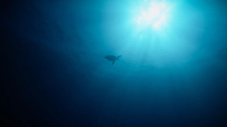 Return: Saving Turtles screenshot 5
