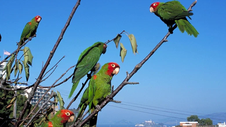 The Wild Parrots of Telegraph Hill screenshot 3