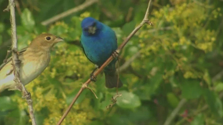 Birdsong and Coffee: A Wake-Up Call screenshot 1
