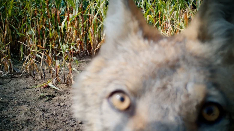 In Wolf Country screenshot 4