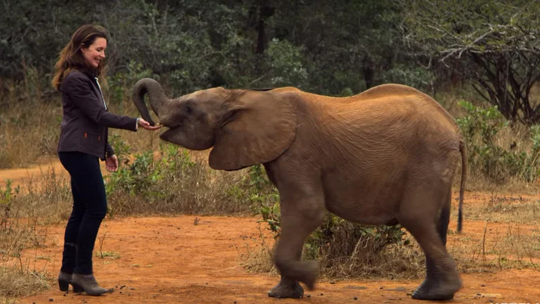 Holiday in the Wild screenshot 3