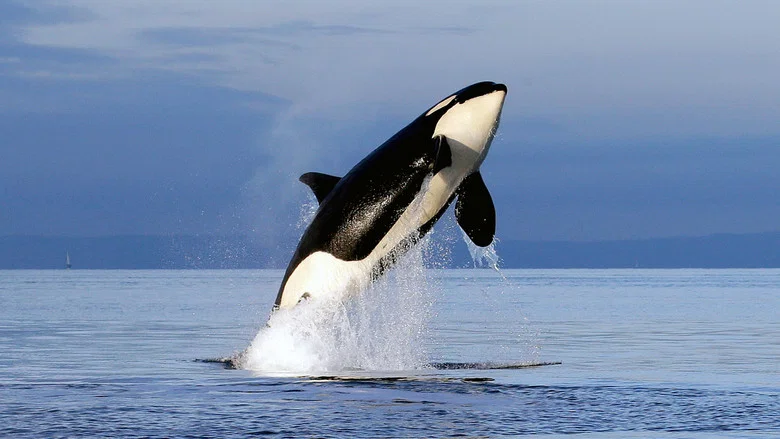 Free Willy 2: The Adventure Home screenshot 4