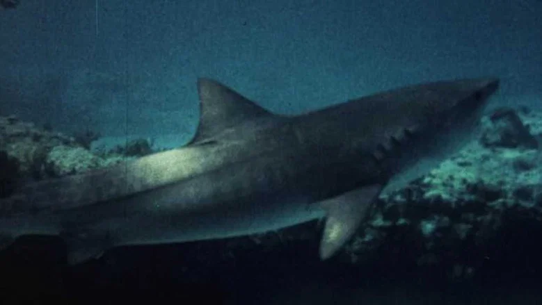 Mako: The Jaws of Death screenshot 6