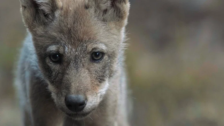 Wolf: Wanderer Without Borders screenshot 5
