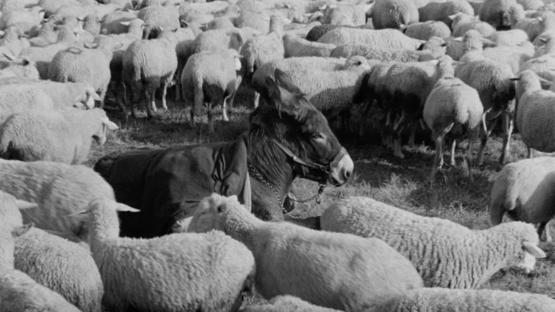 Au Hasard Balthazar screenshot 4
