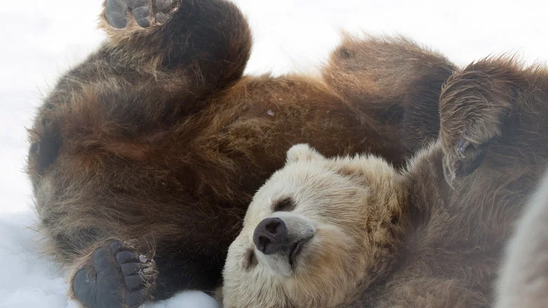 Winter of the Bear screenshot 1