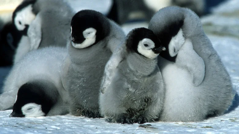 March of the Penguins screenshot 1