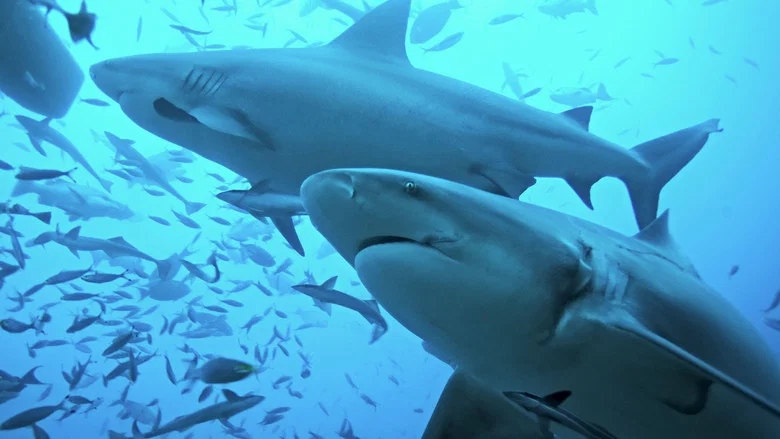 Shark Vs. Whale screenshot 2