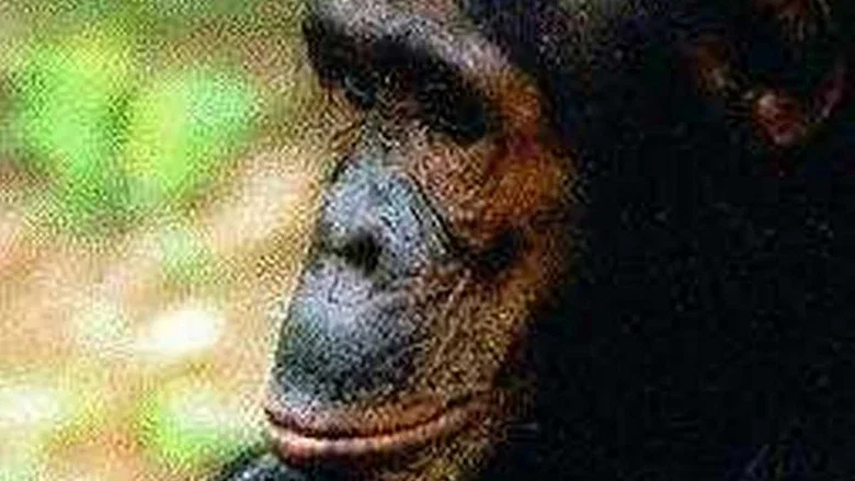 People of the Forest: The Chimps of Gombe screenshot 1