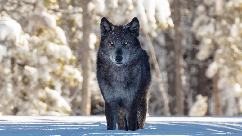 Une année parmi les loups screenshot 1