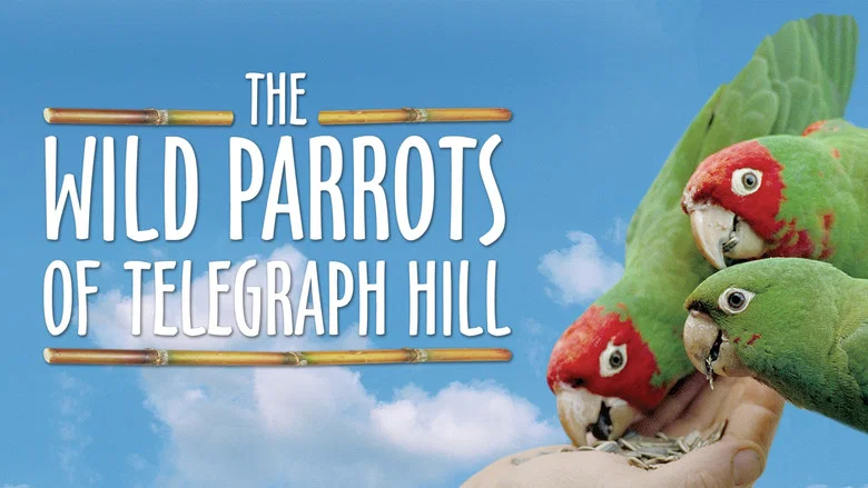 The Wild Parrots of Telegraph Hill screenshot 7