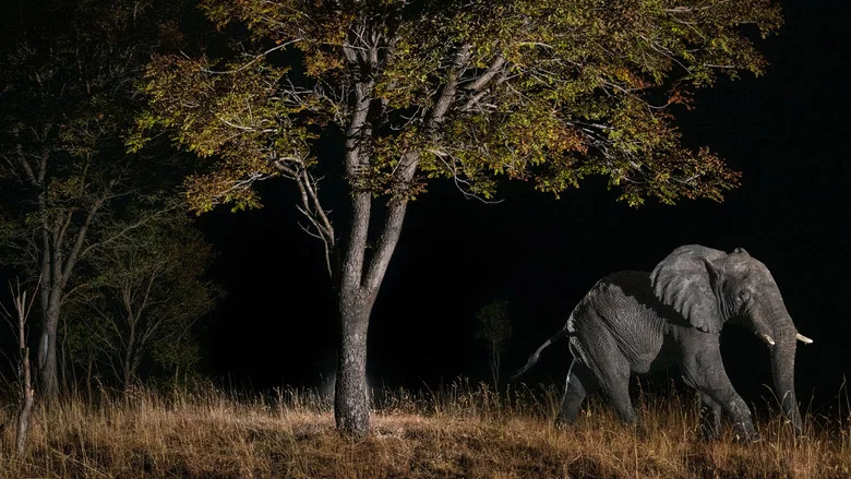 Ghost Elephants screenshot 6