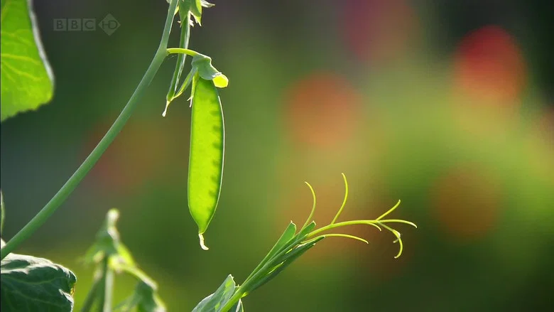 Charles Darwin and the Tree of Life screenshot 2